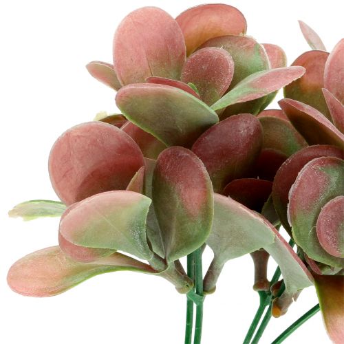 Floristik24 Echeveria gren grøn, blomme 24cm 6 stk