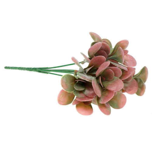 Floristik24 Echeveria gren grøn, blomme 24cm 6 stk