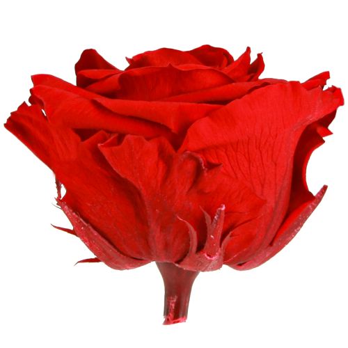 Artikel Ægte rosenhoveder Infinity Roses Røde Premium Ø8,5cm 4 stk
