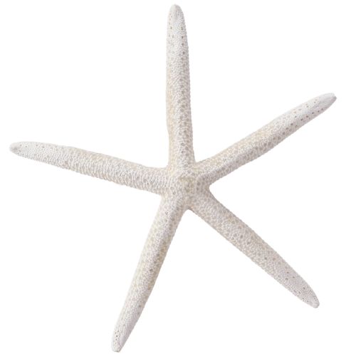 Ægte søstjerner naturdekoration maritim Ø16–20cm 10 stk
