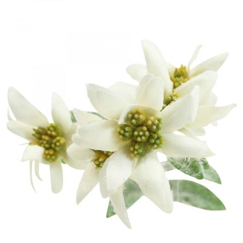 Floristik24.dk Edelweiss blomst hvid flokket