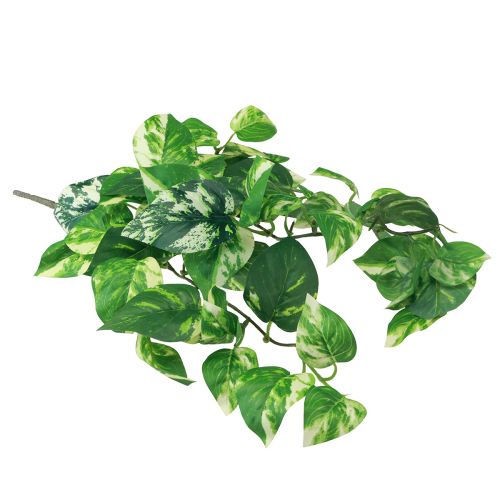 Floristik24 Vedbendplante Pothos efeu kunstig guldslynge 50cm