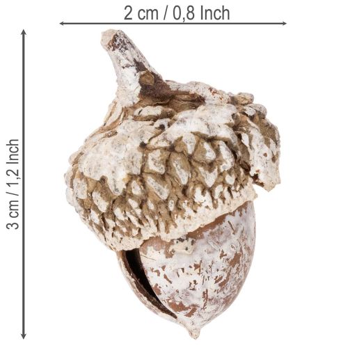 Agern, naturprodukt til dekoration, hvidkalkede, 1-3 cm, 300 g | Floristik24.dk