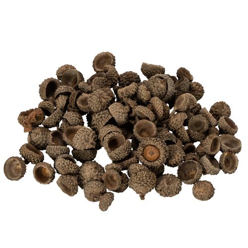 Naturlige agernhatte, dekorative skåle til efterår og advent, 2 cm, 300 g købe | Floristik24.dk