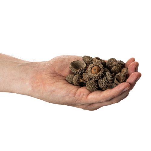 Naturlige agernhatte, dekorative skåle til efterår og advent, 2 cm, 300 g | Floristik24.dk