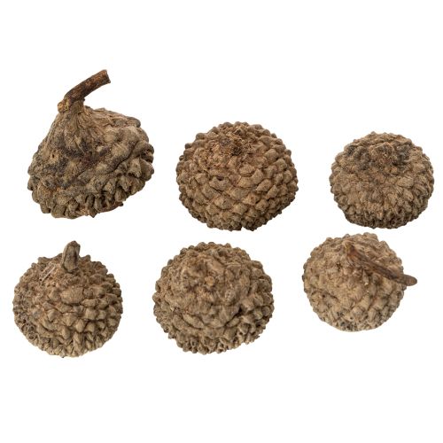 Naturlige agernhatte, dekorative skåle til efterår og advent, 2 cm, 300 g | Floristik24.dk
