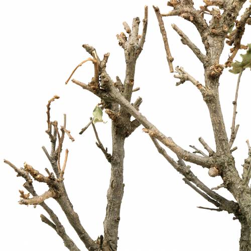 Floristik24 Dekorativ eg bonsai naturlig