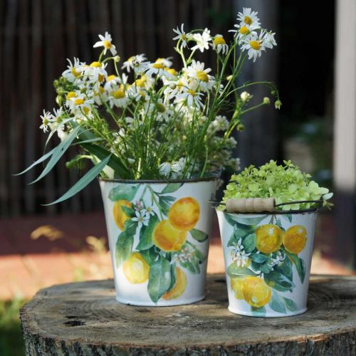 Floristik24 Dekorativ spand citroner Middelhavs plantekasse Ø13,5/11/9cm H14/11,5/cm sæt med 3 stk.