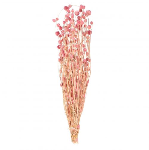 Jordbærtidsel dekoration gamle pink tørrede blomster pink 50cm 100g