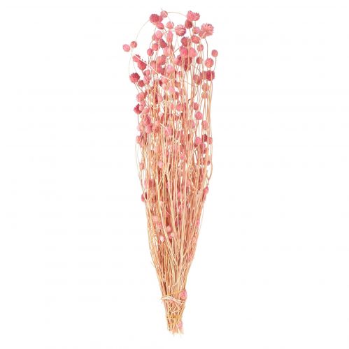 Floristik24 Jordbærtidsel dekoration gamle pink tørrede blomster pink 50cm 100g