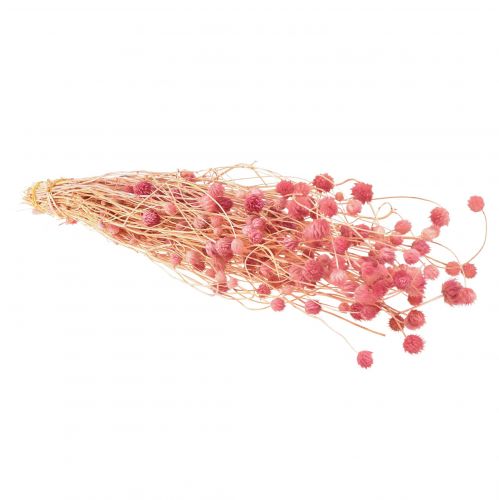 Artikel Jordbærtidsel dekoration gamle pink tørrede blomster pink 50cm 100g