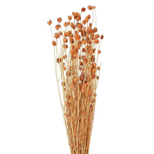 Floristik24 Jordbærtidsel tørrede blomster tidsel dekoration terracotta 68cm 100g