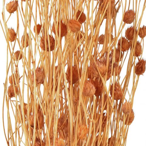 Artikel Jordbærtidsel tørrede blomster tidsel dekoration terracotta 68cm 100g