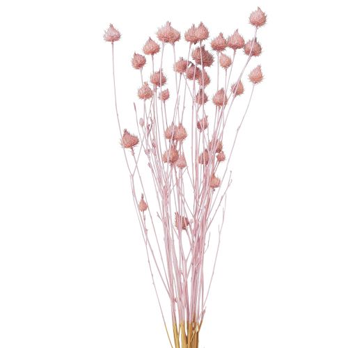 Floristik24 Jordbærtidsel Tørret tidseldekoration Lyserød 58cm 100g