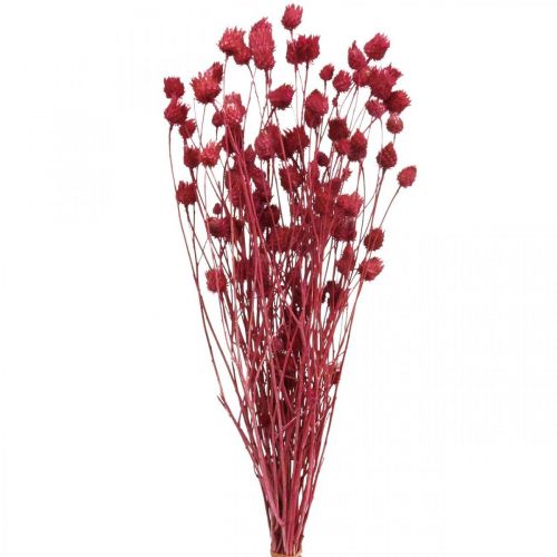 Tørrede blomster Rød Tørtidsel Jordbærtidselfarvet 100g