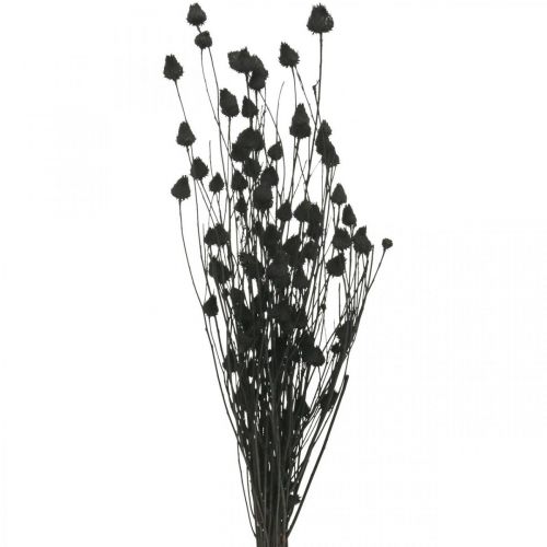 Floristik24 Tørrede blomster Sort Dry Thistle Jordbærtidsel 100g