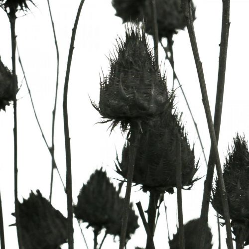 Artikel Tørrede blomster Sort Dry Thistle Jordbærtidsel 100g