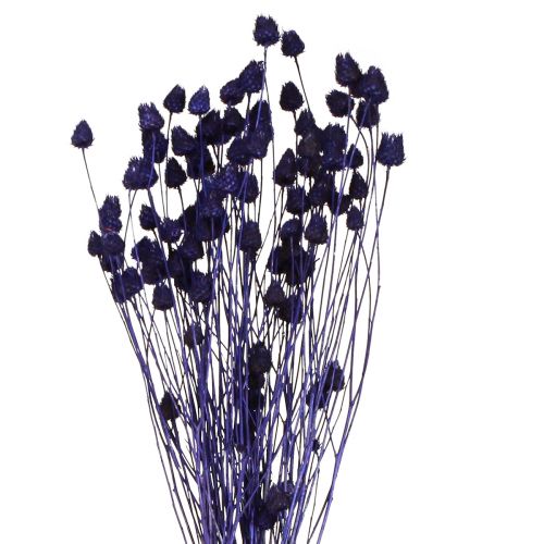 Floristik24 Jordbærtidsler Tørtidseltidseldekoration Violet 44-58cm 100g