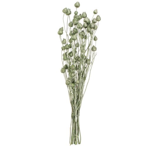 Artikel Jordbærtidsler i metallic grøn Ø1cm–2cm L55cm 100g