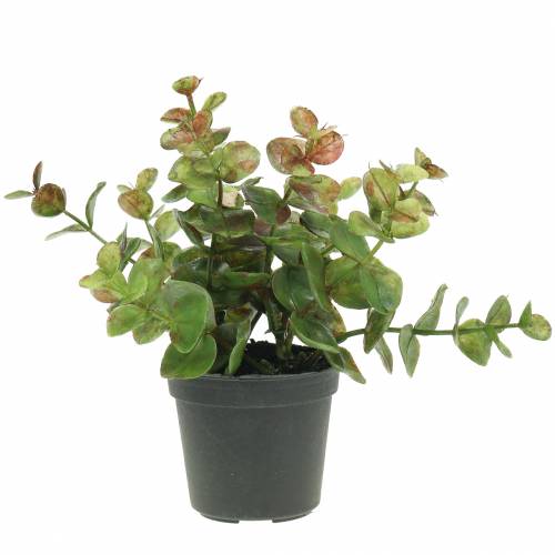 Floristik24 Eukalyptus i en gryde H15cm