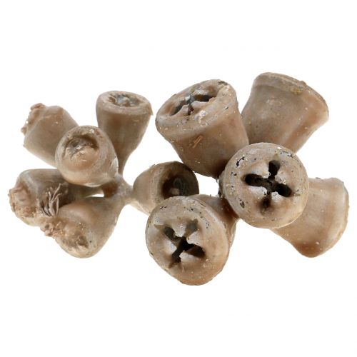 Floristik24 Eucalyptusfrugter voksede gråbrun 250g