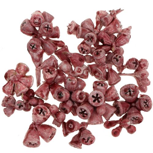 Floristik24 Eucalyptusfrugter voksede røde 250g