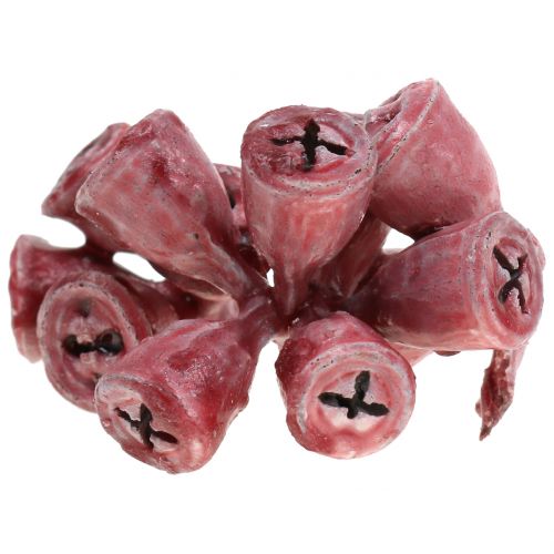 Floristik24 Eucalyptusfrugter voksede røde 250g