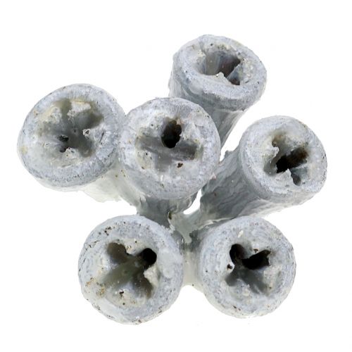 Floristik24 Eucalyptusfrugter voksede hvide 250g