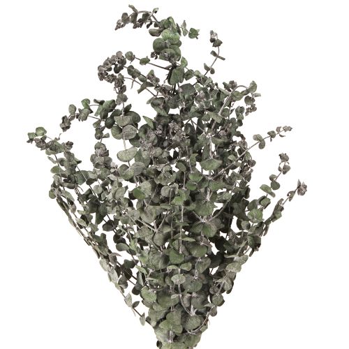Floristik24 Eucalyptus Konserverede Grene Blade Runde Grønne 150g