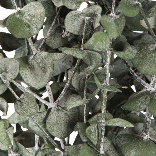 Artikel Eucalyptus Konserverede Grene Blade Runde Grønne 150g
