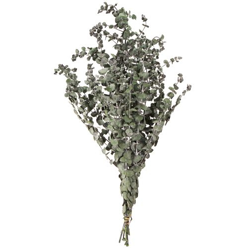 Artikel Eucalyptus Konserverede Grene Blade Runde Grønne 150g