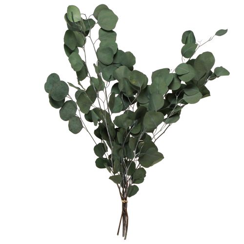 Floristik24 Eukalyptus grene grønne dekorative grene bevaret 70-80cm 110g