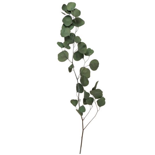 Floristik24 Eukalyptus grene grønne dekorative grene bevaret 70-80cm 110g