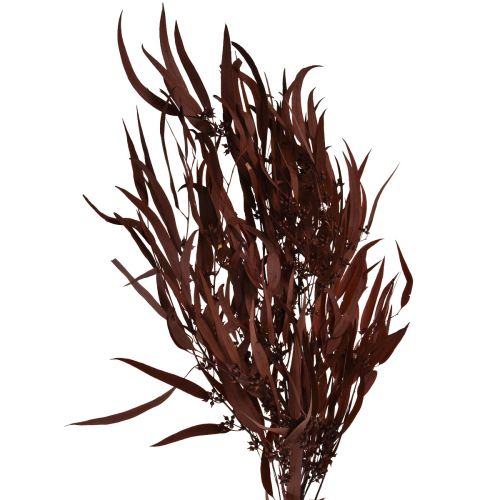 Floristik24 Eucalyptus Konserverede Eucalyptus Grene Rød, Brun 56cm 135g
