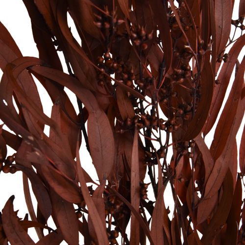 Artikel Eucalyptus Konserverede Eucalyptus Grene Rød, Brun 56cm 135g