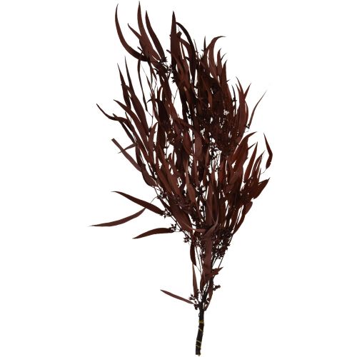 Artikel Eucalyptus Konserverede Eucalyptus Grene Rød, Brun 56cm 135g