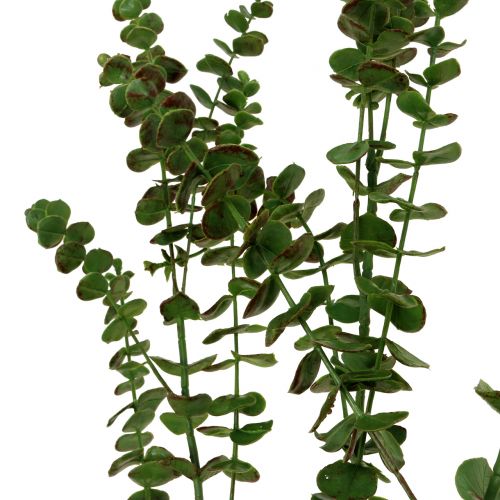 Artikel Eukalyptusgren grøn 130cm