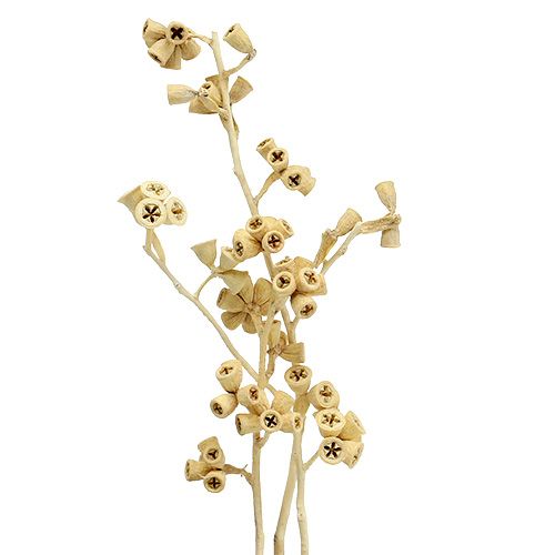 Eukalyptusgren Bleget 25 stk
