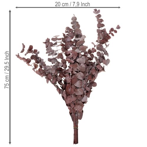 Artikel Eukalyptusgrene, konserveret eukalyptus, tørrede blomster, røde, 75 cm, 150 g