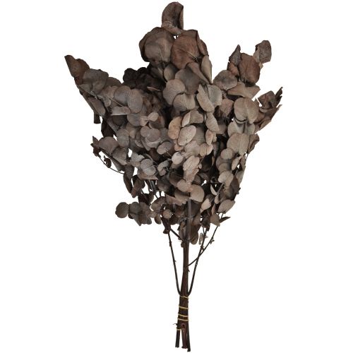 Artikel Eucalyptus Grene Eucalyptus Konserveret Rød L49cm 120g