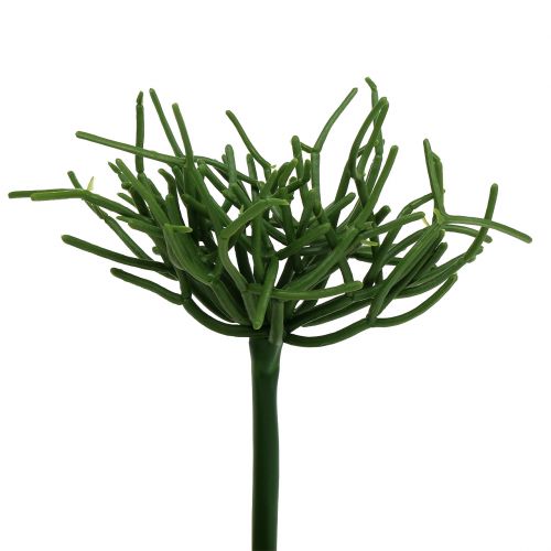 Floristik24 Euphorbia pick grøn 19cm 4stk