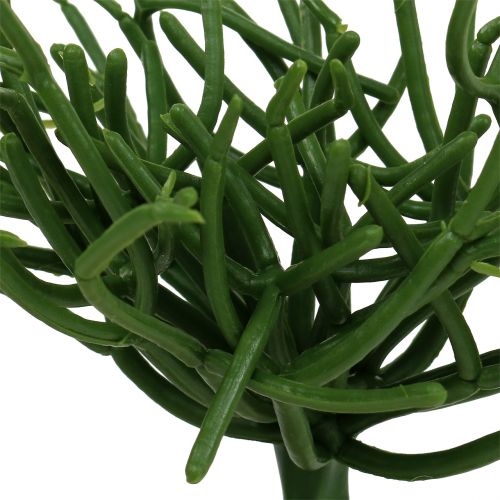 Floristik24 Euphorbia pick grøn 19cm 4stk