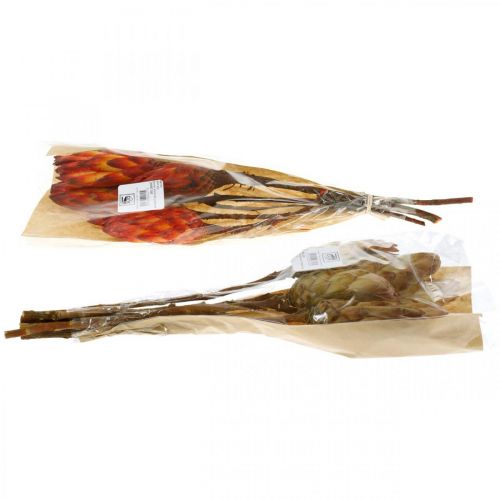 Floristik24 Protea Mix, Tørrede Blomster Respens Natur/Rød 13 stk