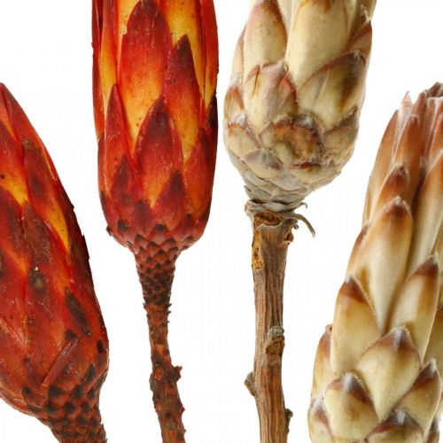 Artikel Protea Mix, tørrede blomster Respens natur/rød 13stk