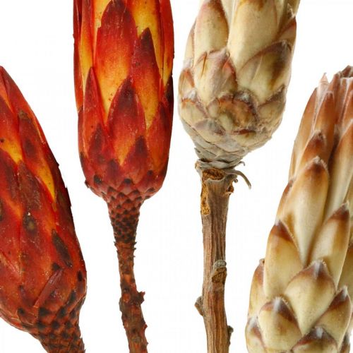 Floristik24 Protea Mix, Tørrede Blomster Respens Natur/Rød 13 stk