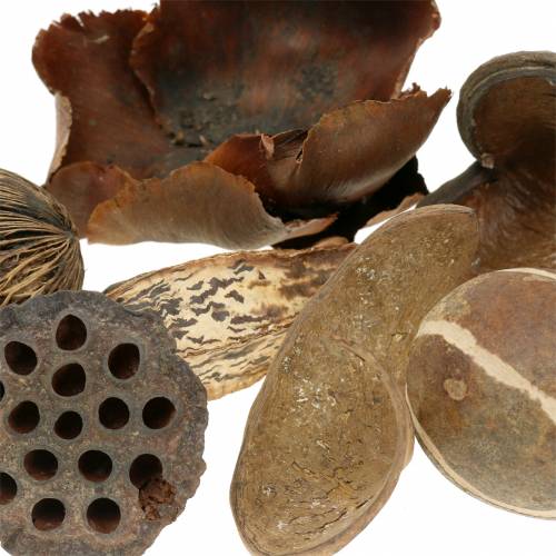 Floristik24 Eksotisk sortiment i nettet 200g