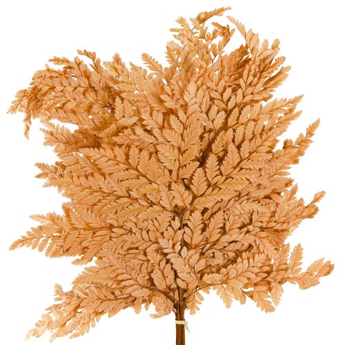 Artikel Bregnedekoration Ægte Bregneblade Orange Konserveret 45cm 10 Stk