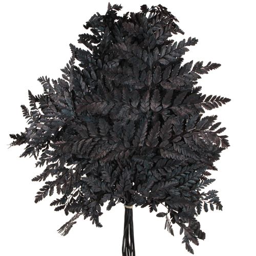 Artikel Bregnedekoration Ægte Bregneblade Sorte Konserveret 45cm 10 Stk
