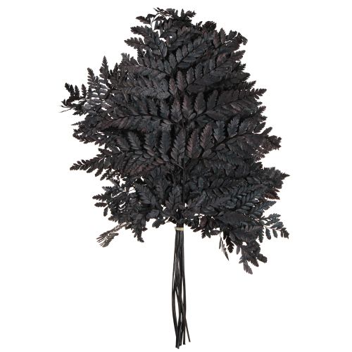 Artikel Bregnedekoration Ægte Bregneblade Sorte Konserveret 45cm 10 Stk