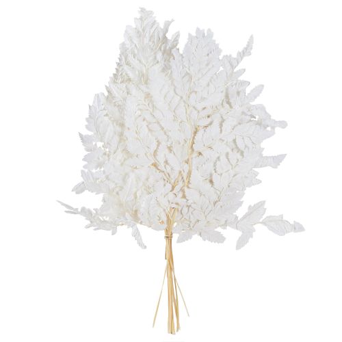 Artikel Bregnedekoration Ægte Bregneblade Hvide Konserveret 45cm 10 Stk